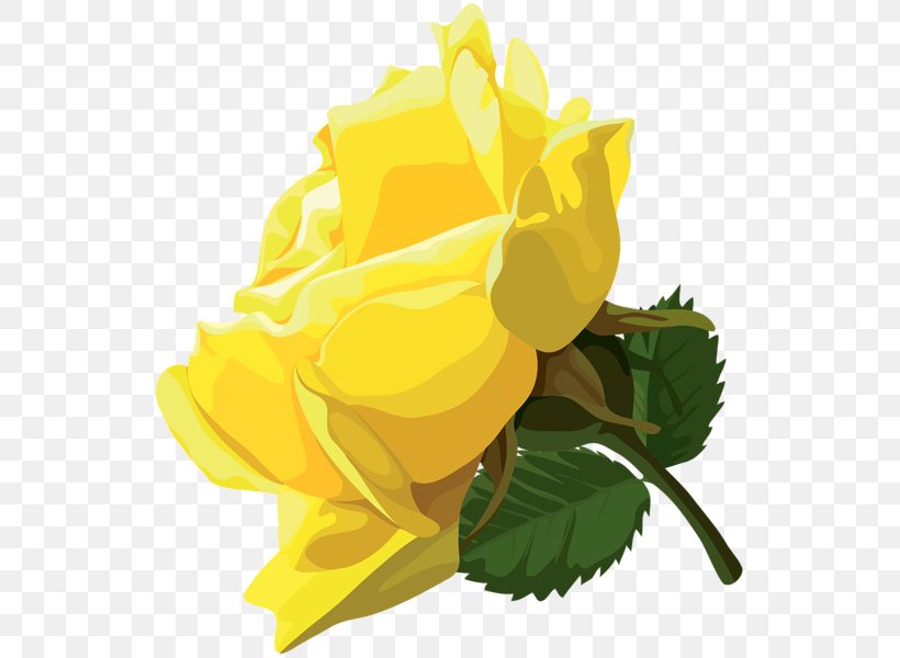 Centifolia Roses Garden Roses Clip Art, PNG, 542x600px, Centifolia Roses, Cut Flowers, Floral Design, Floristry, Flower Download Free