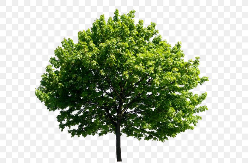 Tree Banyan Ulmus Minor English Oak, PNG, 587x537px, Tree, Banyan, Branch, Elm, English Oak Download Free