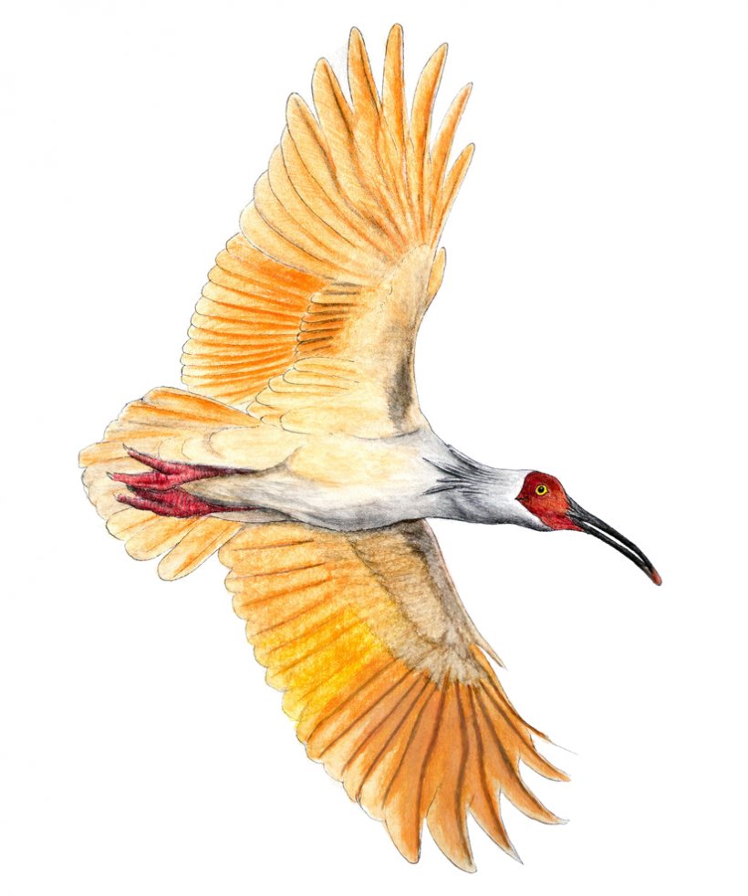 Beak Fauna Coraciiformes Ibis Vulture, PNG, 824x987px, Beak, Bird, Coraciiformes, Fauna, Feather Download Free