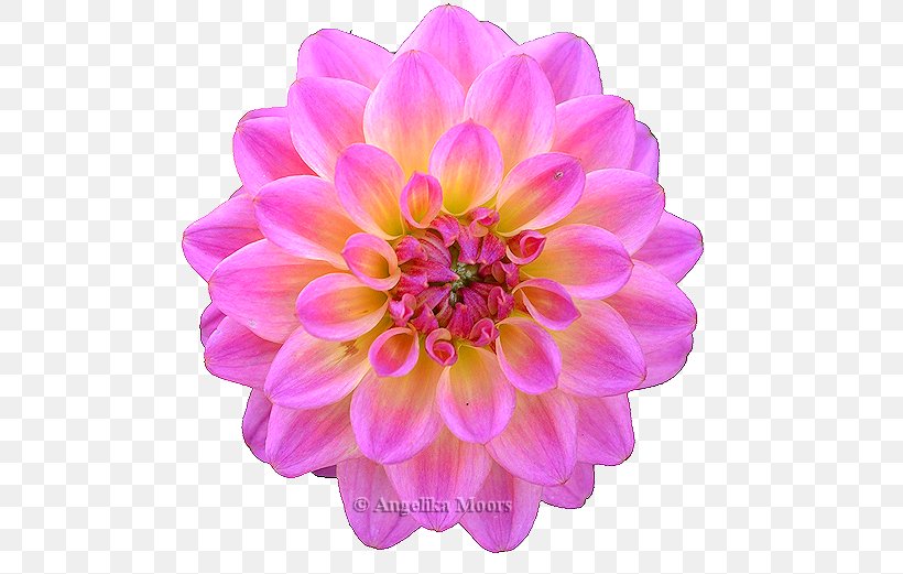 Dahlia Chrysanthemum Cut Flowers Petal Magenta, PNG, 554x521px, Dahlia, Annual Plant, Chrysanthemum, Chrysanths, Cut Flowers Download Free