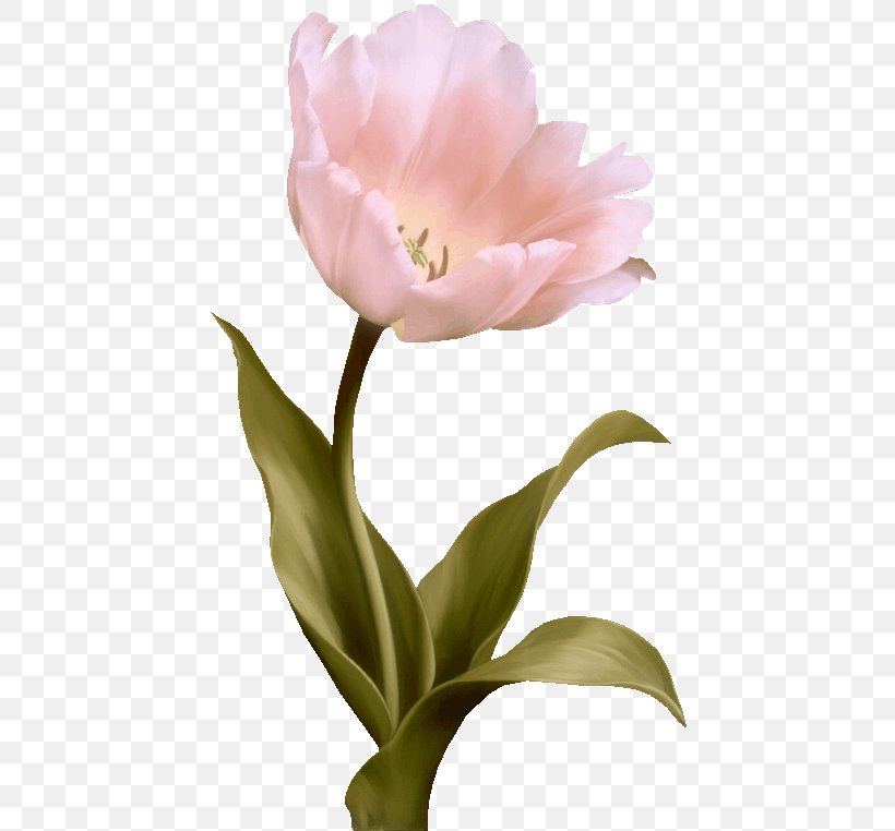 Tulip Flower Pink, PNG, 443x762px, Tulip, Color, Floral Design, Floristry, Flower Download Free