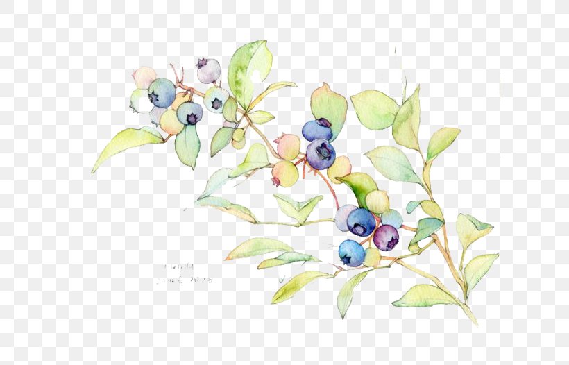 Watercolor Painting Blueberry Illustration, PNG, 694x526px, Watercolor Painting, Art, Bilberry, Blueberry, Branch Download Free
