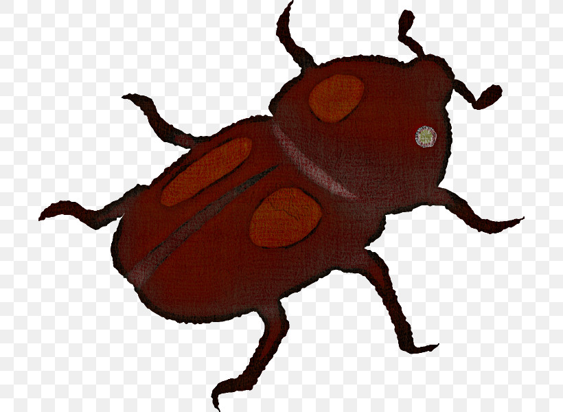 Insect Beetle Japanese Rhinoceros Beetle Scarabs Weevil, PNG, 708x600px, Insect, Beetle, Blister Beetles, Darkling Beetles, Elephant Beetle Download Free