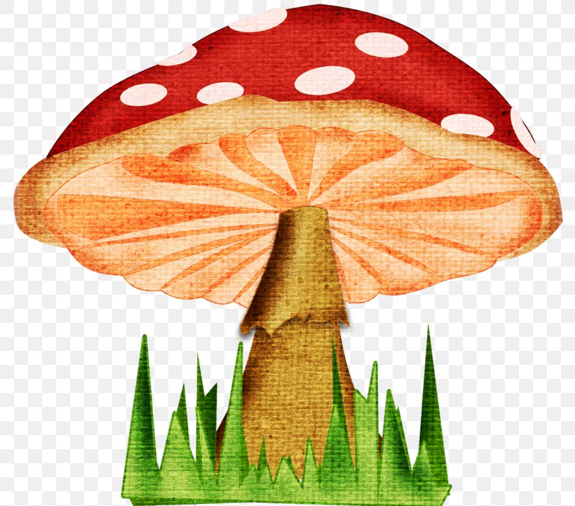 Mushroom Fungus Drawing, PNG, 800x721px, Mushroom, Cartoon, Drawing, Flower, Fungus Download Free