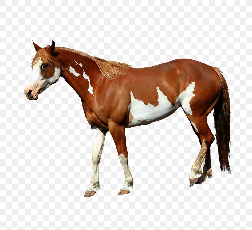 American Paint Horse Mangalarga Marchador Foal Standing Horse, PNG, 750x750px, American Paint Horse, Animal Figure, Bridle, Chestnut, Colt Download Free