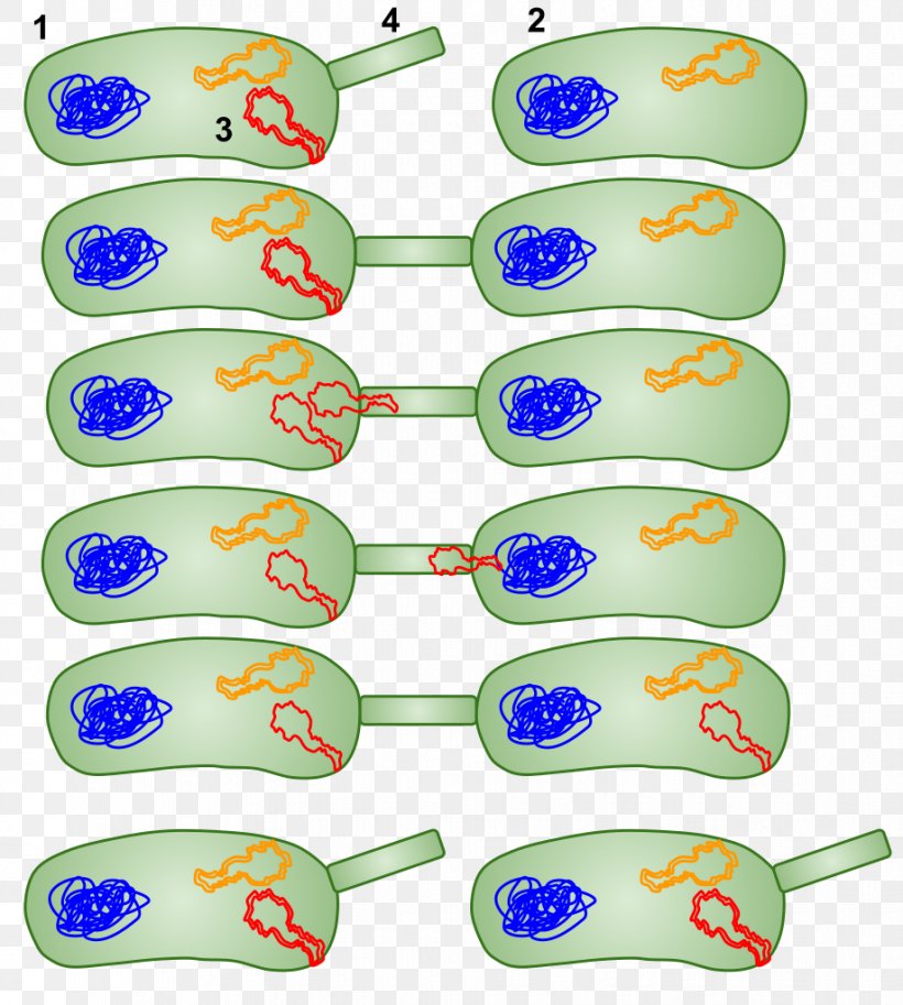 Bacterial Conjugation Horizontal Gene Transfer Bacterial Cell Structure Plasmid, PNG, 918x1023px, Bacterial Conjugation, Bacteria, Bacterial Cell Structure, Body Jewelry, Cell Download Free