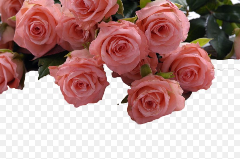 Beach Rose Flower Garden Roses Fototapet International Womens Day, PNG, 1024x680px, Beach Rose, Artificial Flower, Color, Cut Flowers, Floral Design Download Free