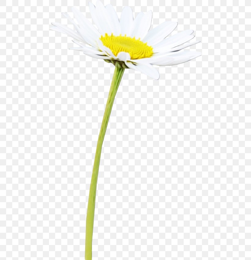 Daisy, PNG, 500x849px, Watercolor, Chamomile, Daisy, Flower, Flowering Plant Download Free