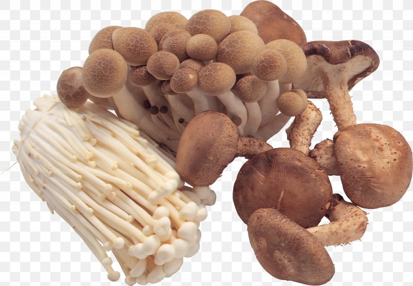 Pantothenic Acid Edible Mushroom B Vitamins, PNG, 2050x1422px, Pantothenic Acid, B Vitamins, Common Mushroom, Cooking, Eating Download Free