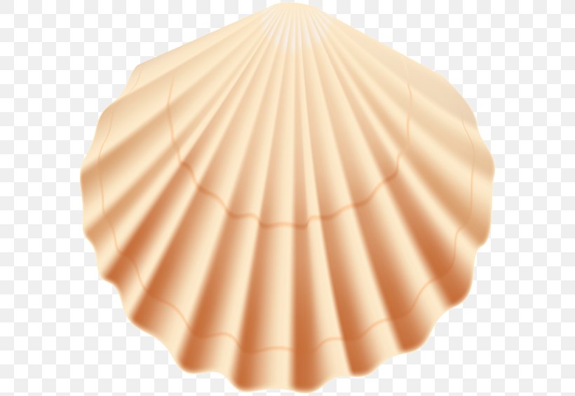 Seashell Clip Art, PNG, 600x565px, Seashell, Beach, Gastropod Shell, Peach, Reverse Image Search Download Free