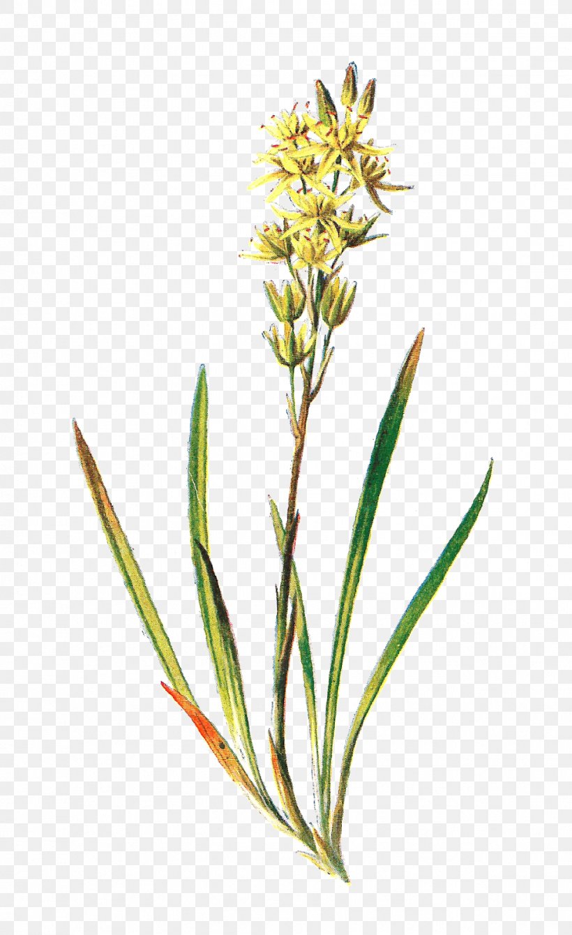 Asphodel, That Greeny Flower Asphodelus Albus Plant, PNG, 979x1600px, Asphodelus Albus, Asphodeline Lutea, Asphodelus, Botany, Commodity Download Free