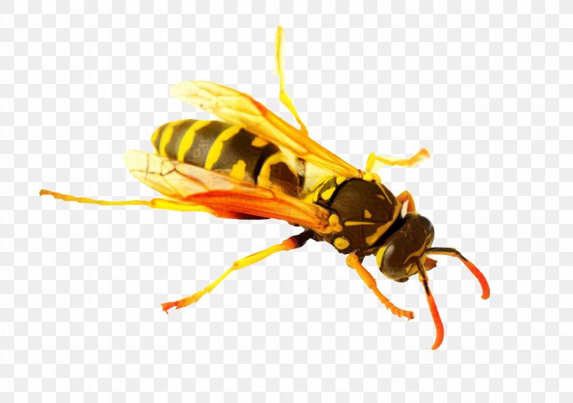 Bee Cartoon, PNG, 2996x2106px, Hornet, Apocrita, Bee, Eumenidae, European Paper Wasp Download Free