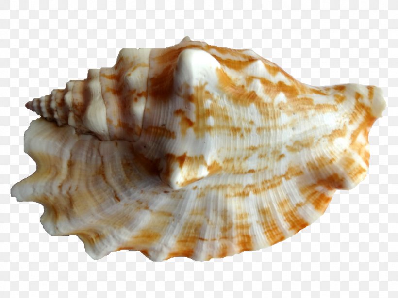 Cockle Shankha Conchology Seashell, PNG, 1024x768px, Cockle, Clam, Clams Oysters Mussels And Scallops, Conch, Conchology Download Free