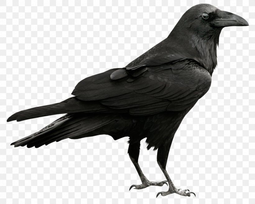 Common Raven Clip Art, PNG, 1273x1023px, American Crow, Beak, Bird, Black And White, Common Raven Download Free