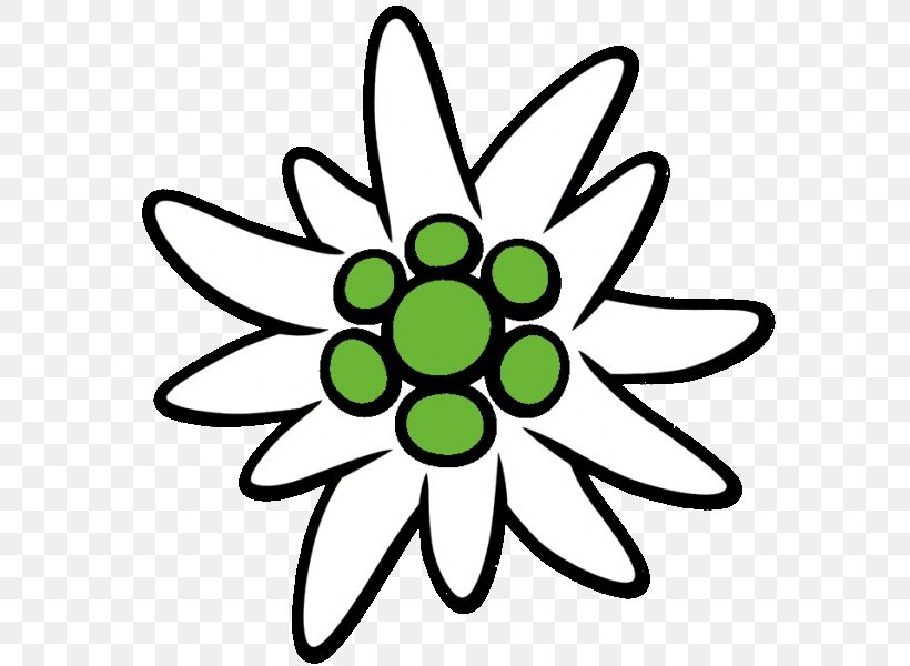 Drawing Image Illustration Graphics Clip Art, PNG, 583x600px, Drawing, Artwork, Botanical Illustration, Cut Flowers, Edelweiss Download Free