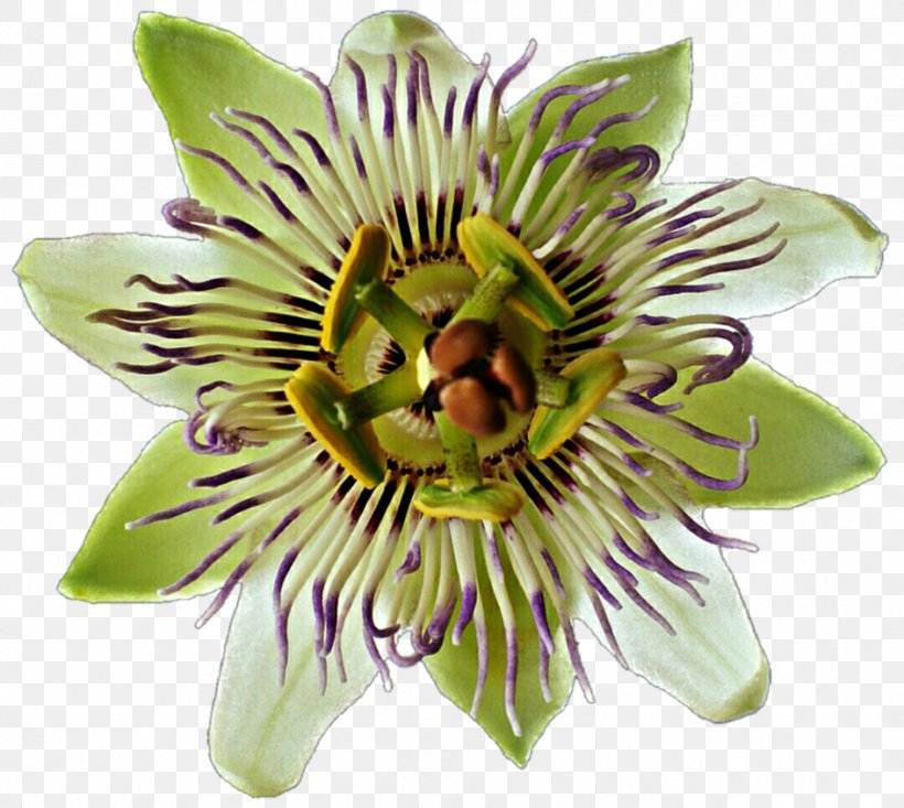 Flower Passion Flower Flowering Plant Passion Flower Family Purple Passionflower, PNG, 945x845px, Flower, Flowering Plant, Fruit, Giant Granadilla, Passion Flower Download Free