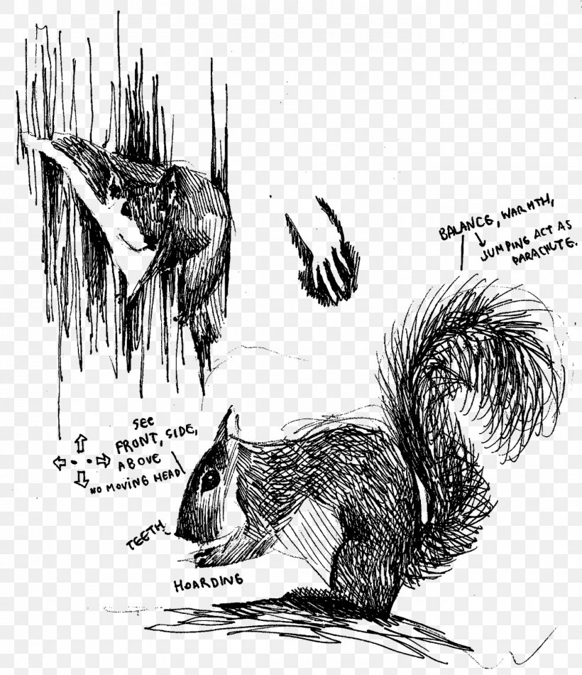 Squirrel Porcupine Canidae Dog Fauna, PNG, 1380x1600px, Squirrel, Art, Black And White, Canidae, Carnivoran Download Free