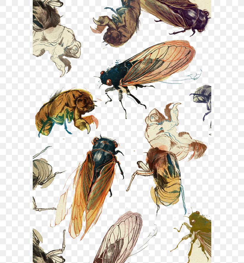 Art Drawing Painting Printmaking Illustration, PNG, 600x883px, Art, Arthropod, Artist, Bee, Cicada Download Free