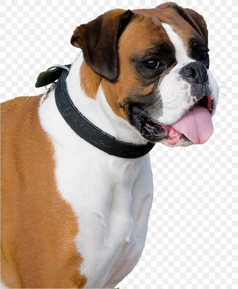 Boxer Old English Bulldog Cordoba Fighting Dog Pug, PNG, 1053x1280px, Boxer, Animal, Breed, Bulldog, Canidae Download Free