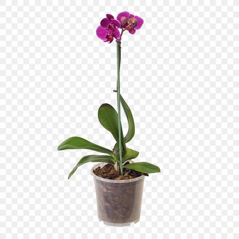 Moth Orchids Flowerpot Substrate Plant, PNG, 1000x1000px, Moth Orchids, Cattleya, Cattleya Orchids, Coir, Crock Download Free