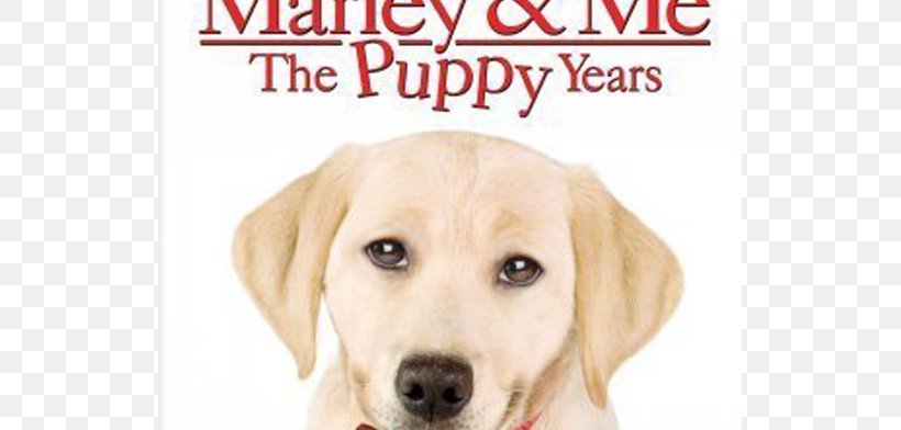 Puppy Marley & Me: Life And Love With The World's Worst Dog Labrador Retriever Film, PNG, 747x392px, Puppy, Actor, Carnivoran, Companion Dog, Dog Download Free