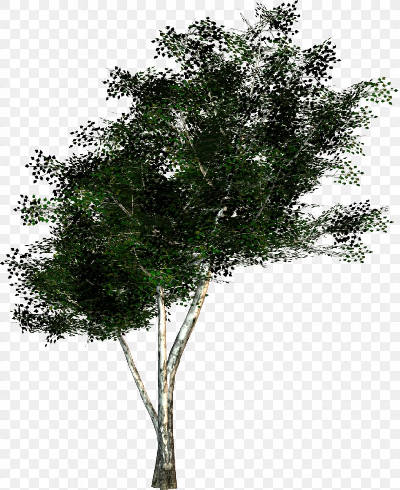 Tree Texture Mapping Twig Wavefront .obj File, PNG, 968x1186px, Tree, Advertising, Branch, Cinema 4d, Flowering Plant Download Free
