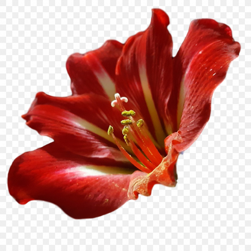 Amaryllis Daylilies Jersey Lily Petal Close-up, PNG, 1280x1280px, Amaryllis, Biology, Closeup, Daylilies, Flower Download Free
