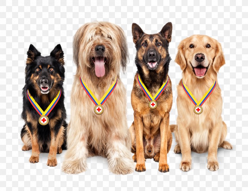 Dog Breed Companion Dog Leash, PNG, 1000x773px, Dog, Breed, Companion Dog, Crossbreed, Dog Breed Download Free