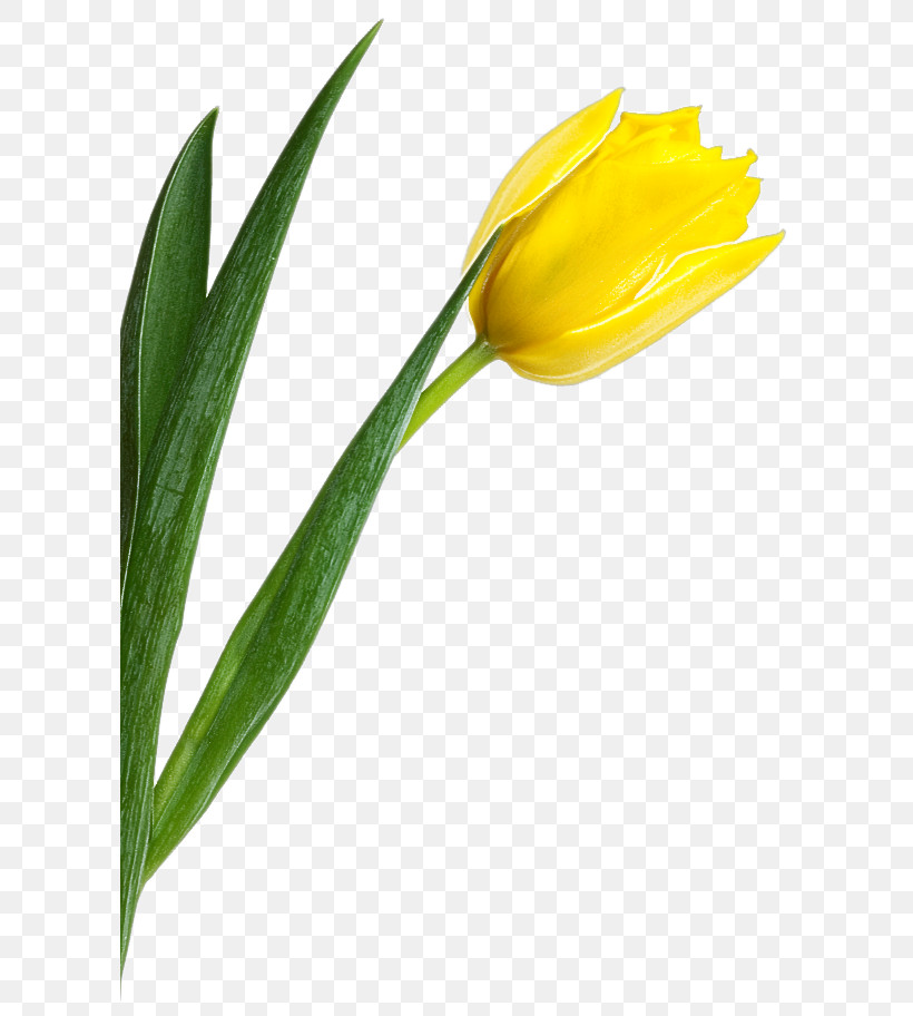 Flower Yellow Tulip Plant Leaf, PNG, 604x912px, Flower, Bud, Herbaceous Plant, Leaf, Lily Family Download Free