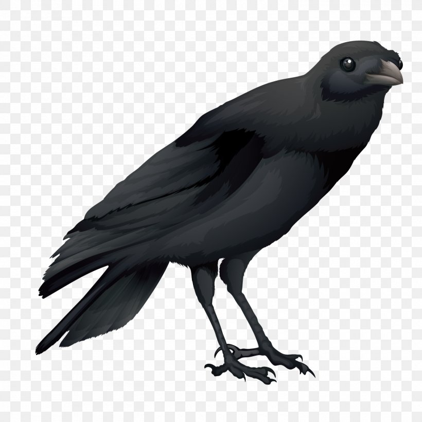 Hooded Crow Common Raven Australian Raven Bird, PNG, 1500x1500px, Hooded Crow, American Crow, Australian Raven, Beak, Bird Download Free