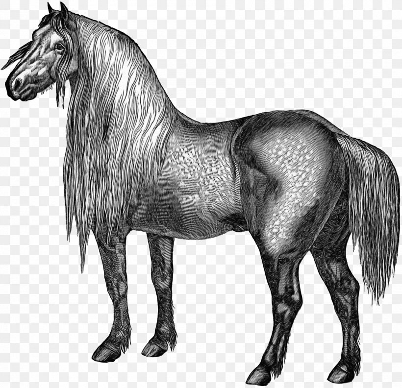 Mustang Stallion Mare Foal Arabian Horse, PNG, 1800x1740px, Mustang, Animal Figure, Arabian Horse, Black White M, Blackandwhite Download Free