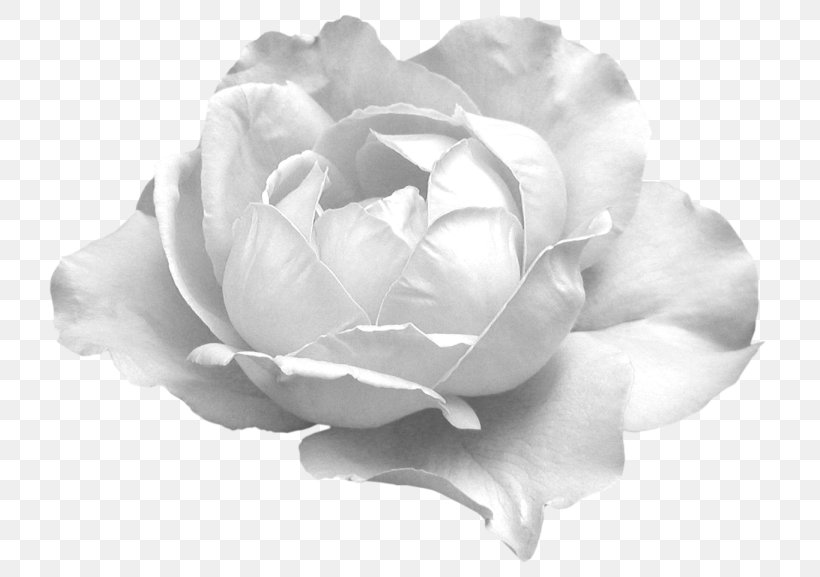 Garden Roses Cabbage Rose Floribunda Flower Petal, PNG, 737x577px, Garden Roses, Black And White, Cabbage Rose, Cut Flowers, Dragon Download Free