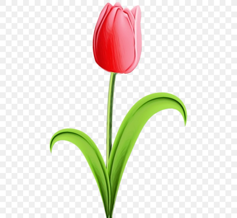Flower Tulip Plant Petal Flowering Plant, PNG, 480x756px, Watercolor, Closeup, Cut Flowers, Flower, Flowering Plant Download Free
