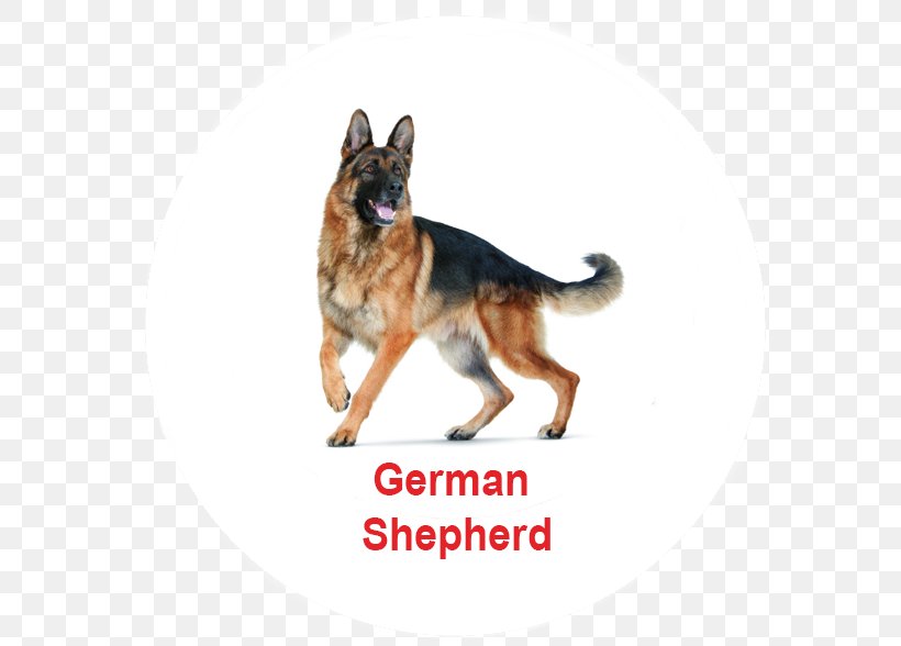 German Shepherd Pit Bull Puppy Dog Breed Pet, PNG, 584x588px, German Shepherd, Animal, Breed, Carnivoran, Cat Download Free