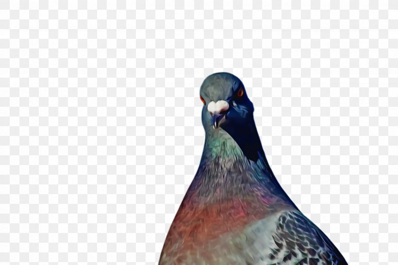 Pigeons And Doves Beak Bird Close-up Animal, PNG, 2448x1632px, Pigeons And Doves, Animal, Beak, Bird, Closeup Download Free