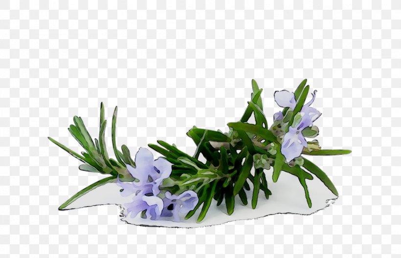 Rosemary Lotion Hair Conditioner Aromatherapy Fiama Di Wills, PNG, 1663x1071px, Rosemary, Aquarium Decor, Aromatherapy, Cleanser, Cream Download Free