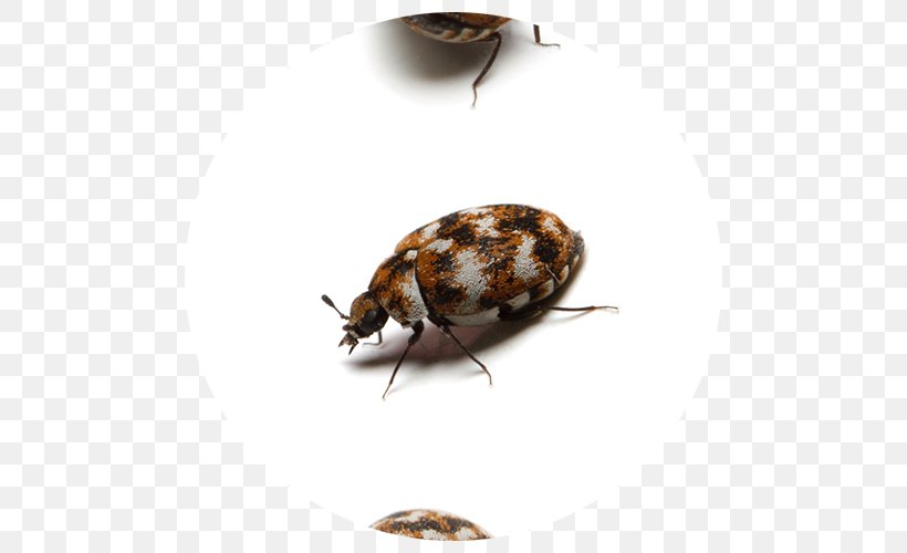 Varied Carpet Beetle Black Carpet Beetle Attagenus Pellio, PNG, 500x500px, Beetle, Arthropod, Attagenus Pellio, Black Carpet Beetle, Carpet Download Free