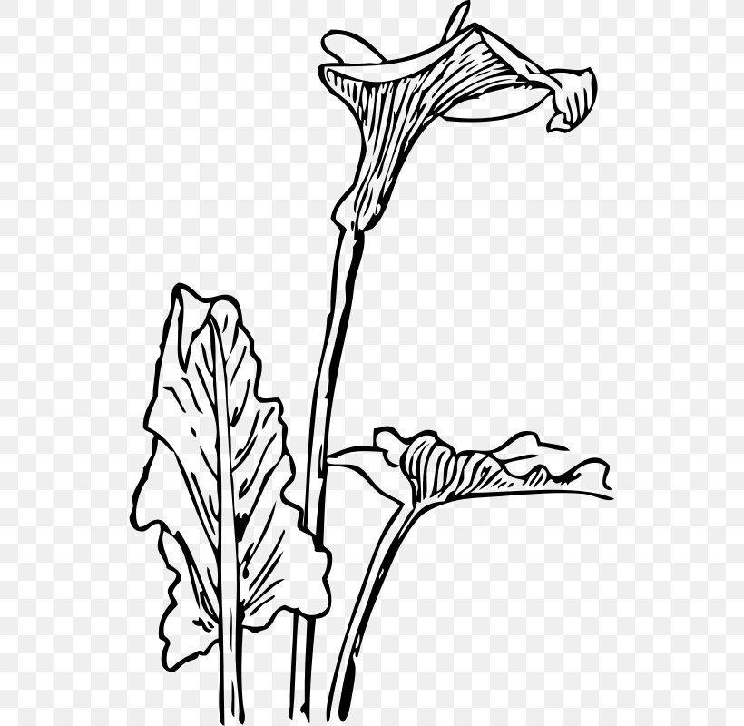Arum-lily Drawing Line Art Clip Art, PNG, 536x800px, Arumlily, Art, Artwork, Black, Black And White Download Free