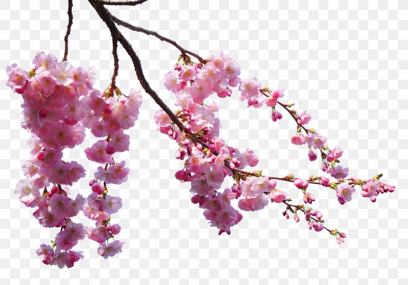 Cherry Blossom, PNG, 1105x773px, Cherry Blossom, Blossom, Branch, Cherry, Flower Download Free