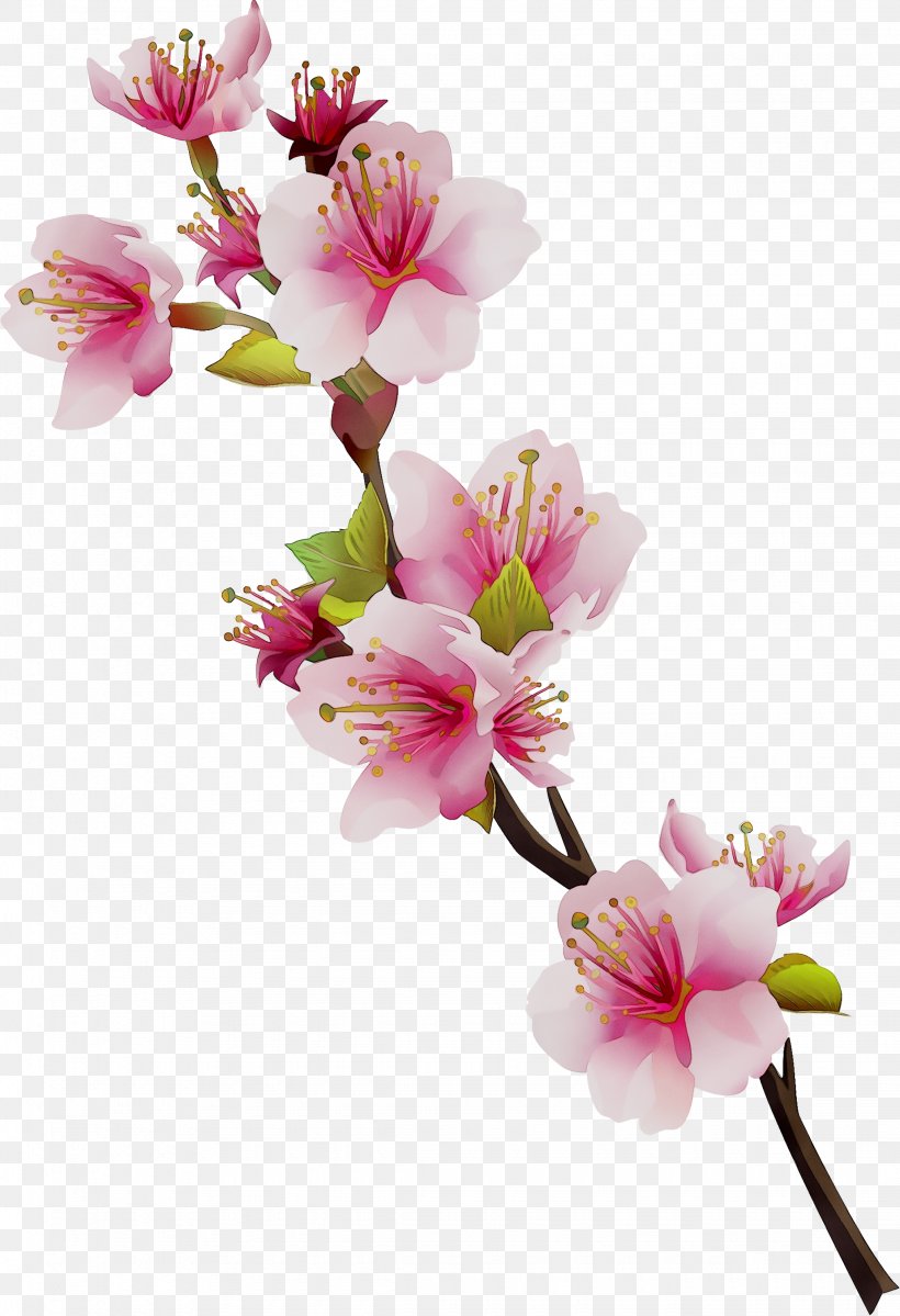 Lily Of The Incas Cut Flowers ST.AU.150 MIN.V.UNC.NR AD Cherry Blossom, PNG, 2250x3291px, Lily Of The Incas, Alismatales, Artificial Flower, Blossom, Branch Download Free