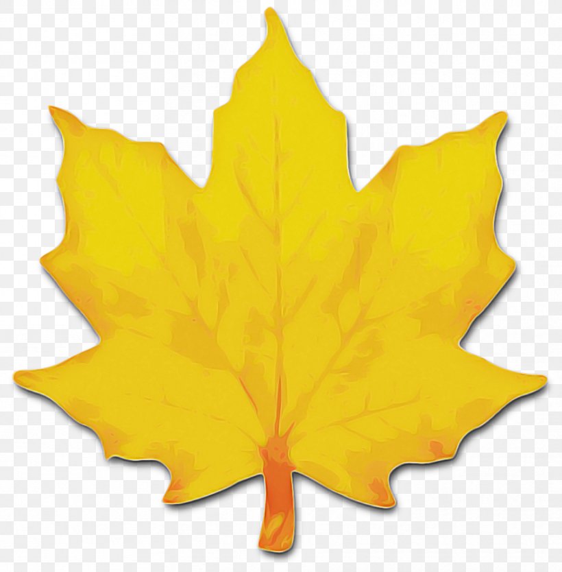 Maple Leaf, PNG, 884x900px, Leaf, Black Maple, Deciduous, Flowering Plant, Maple Leaf Download Free