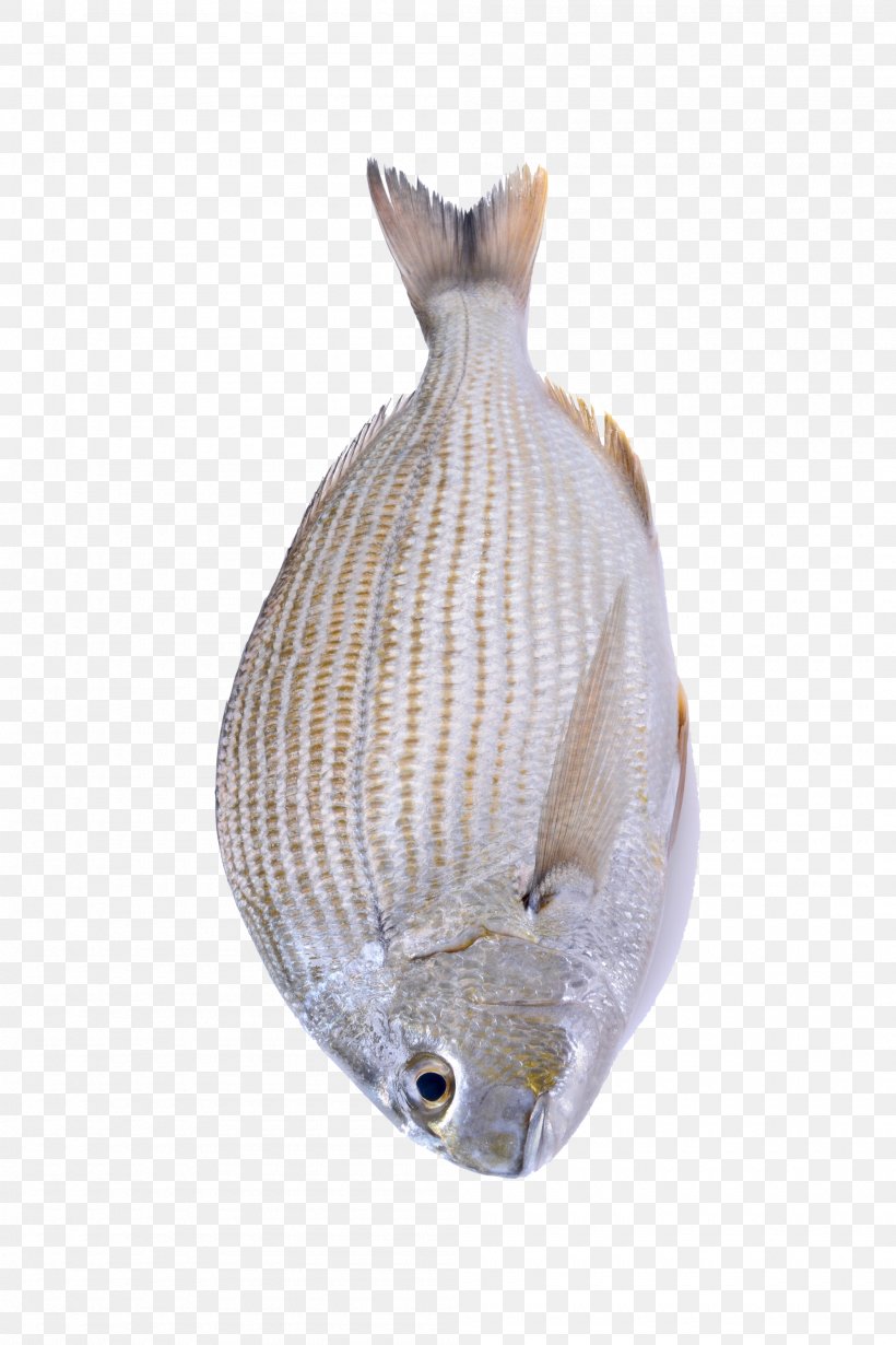 Seafood Fish As Food, PNG, 2000x3000px, Fish, Animal, Biology, Fauna, Food Download Free
