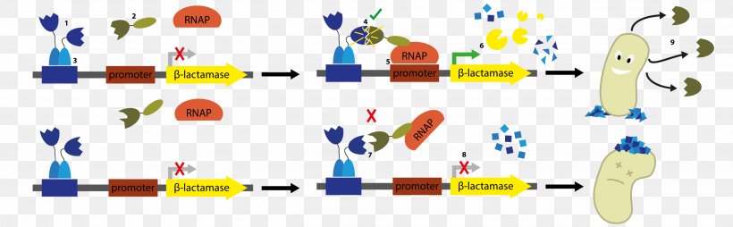 Two-hybrid Screening DNA-binding Protein Bacteria RNA Polymerase, PNG, 2679x833px, Twohybrid Screening, Antibody, Bacteria, Diagram, Directed Evolution Download Free