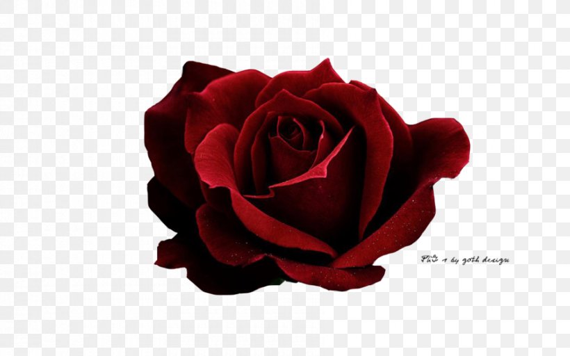Garden Roses Red Vermelho Escuro, PNG, 900x563px, Garden Roses, Beach Rose, Cut Flowers, Donkerrooi, Floribunda Download Free
