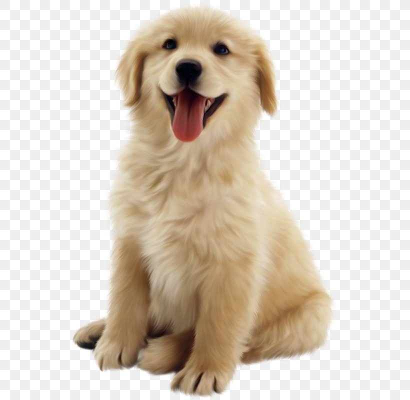 Golden Retriever Beagle Puppy Cat, PNG, 537x800px, Golden Retriever, Ancient Dog Breeds, Beagle, Canidae, Carnivoran Download Free
