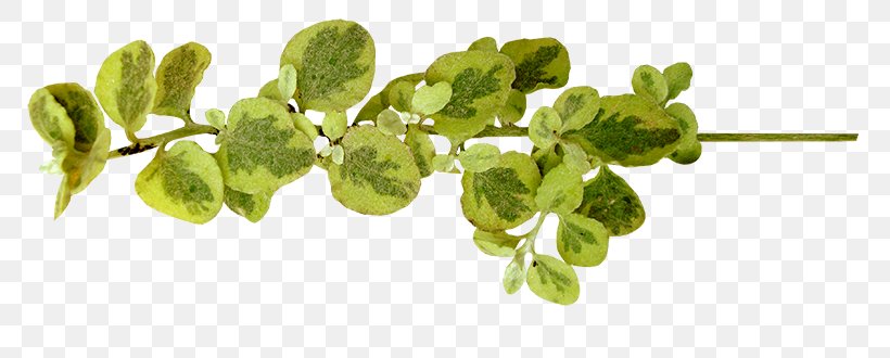 Herb Plant Stem, PNG, 792x330px, Herb, Leaf Vegetable, Plant, Plant Stem Download Free