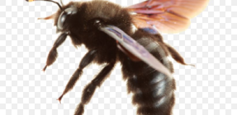 Insect The Carpenter Bee Apidae, PNG, 800x400px, Insect, Apidae, Arthropod, Bee, Beehive Download Free