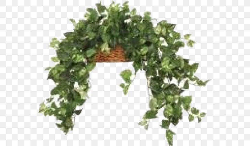 Leaf Vegetable Herb Flowerpot Tree, PNG, 569x480px, Leaf Vegetable, Flowerpot, Grass, Herb, Ivy Download Free