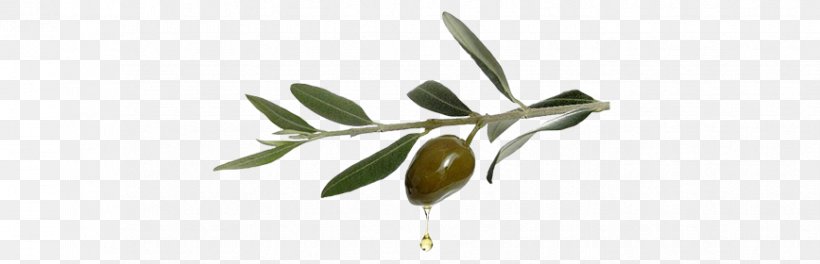 Olive Oil Twig Photography Plant Stem, PNG, 868x280px, Olive, Branch, Cut Flowers, Dripping, Flora Download Free