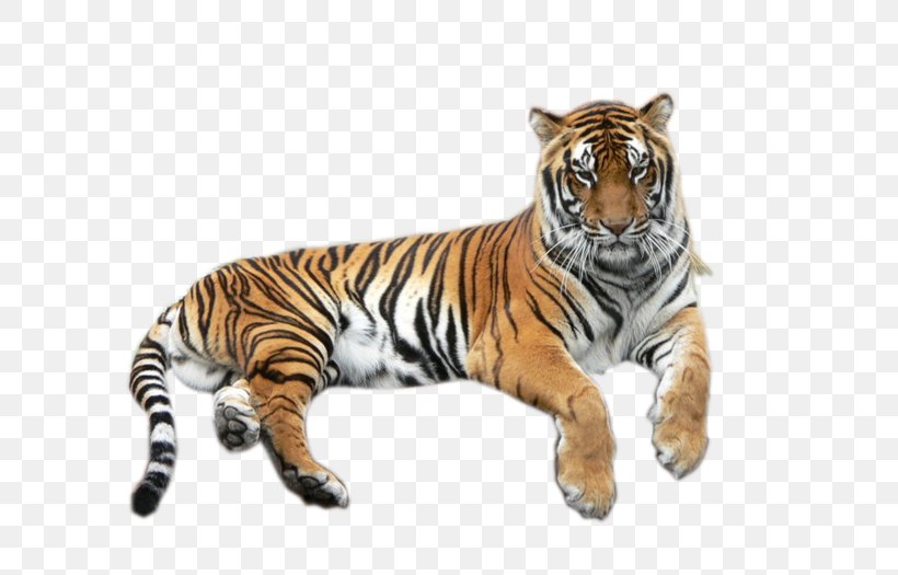 Bengal Tiger Lion White Tiger Wildlife, PNG, 700x525px, Tiger, Animal, Animal Figure, Bengal, Bengal Cat Download Free